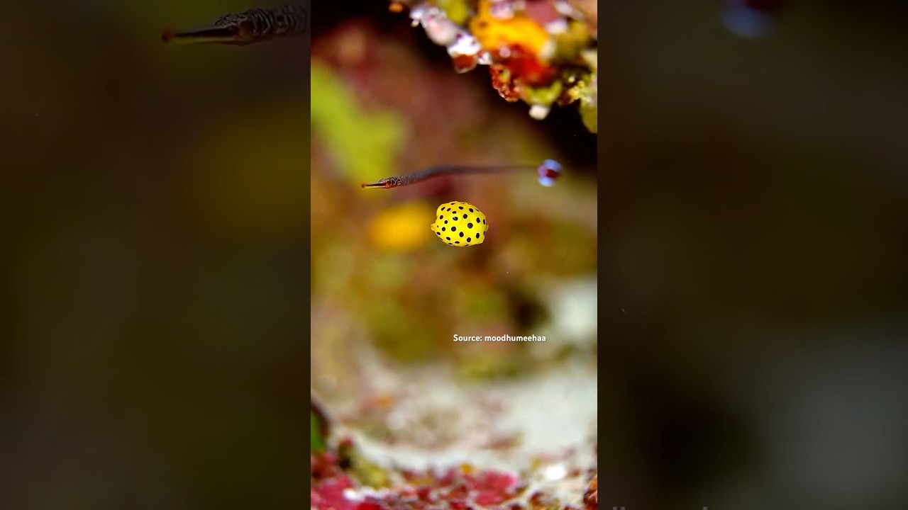 Cutest Fish in the Ocean? Meet the Tiny Yellow Boxfish! 