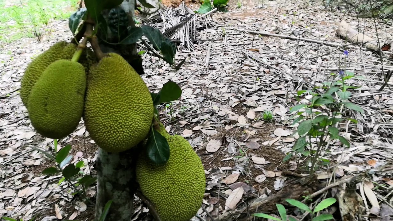 Dwarf Jackfruit