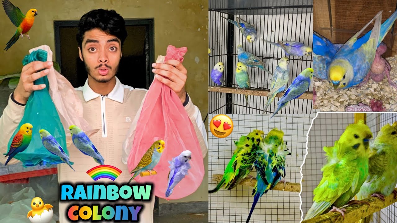 Rainbow budgies ki new colony bna di🌈😱|New rainbow budgies le liye🌈😍