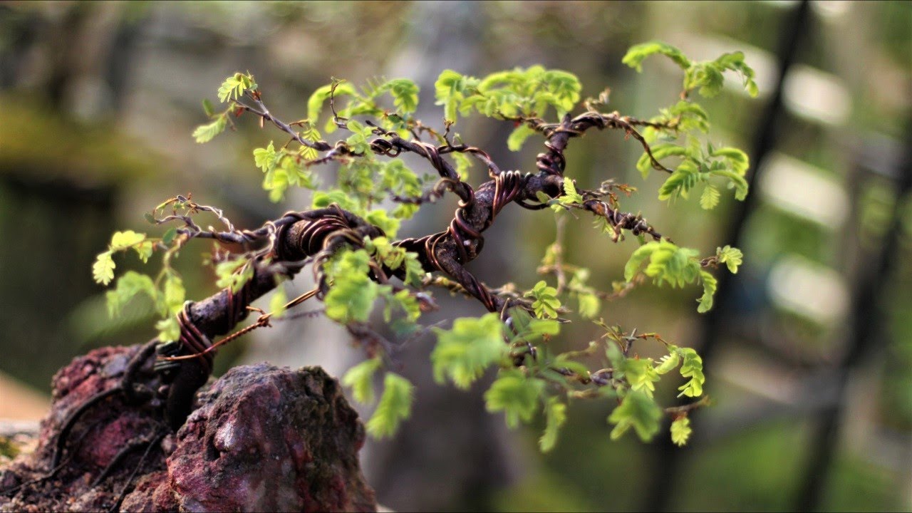 Jason - Sekijoju (Tamarindus Indica) vídeo3