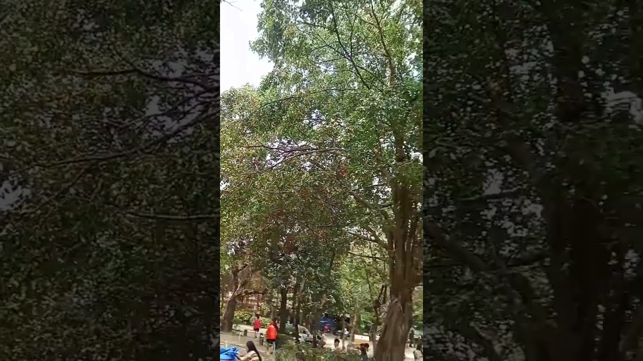 Green Nature 