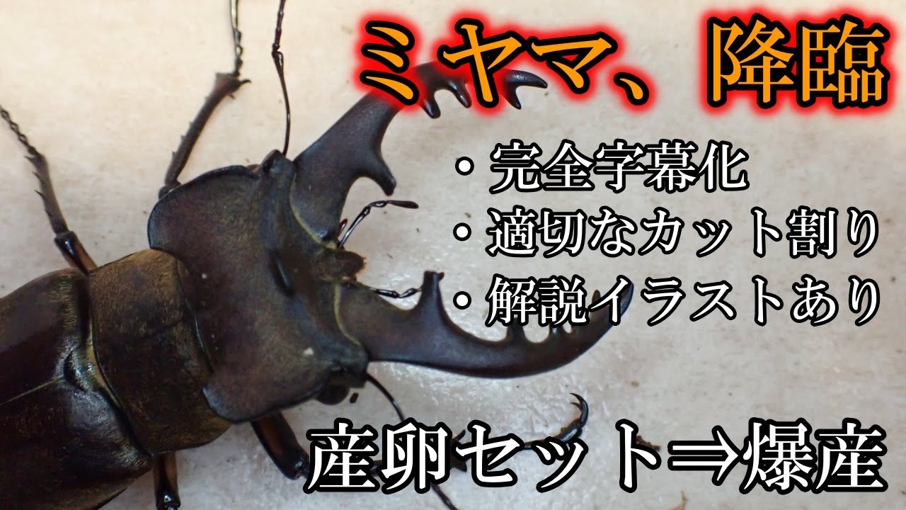 【幼虫割出】ミヤマ降臨～爆産しました。