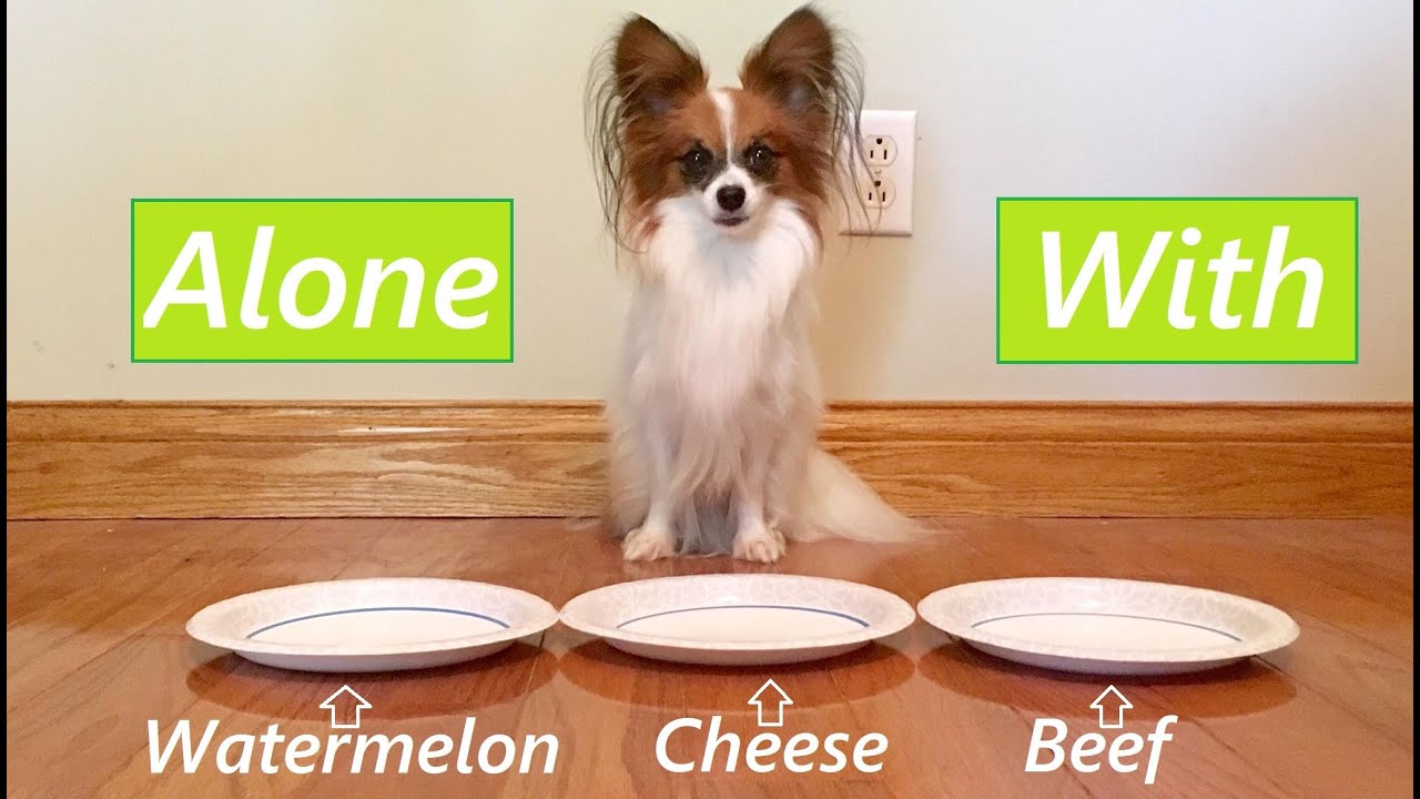 Leaving My Dog Alone With Food! Percy the Papillon Dog