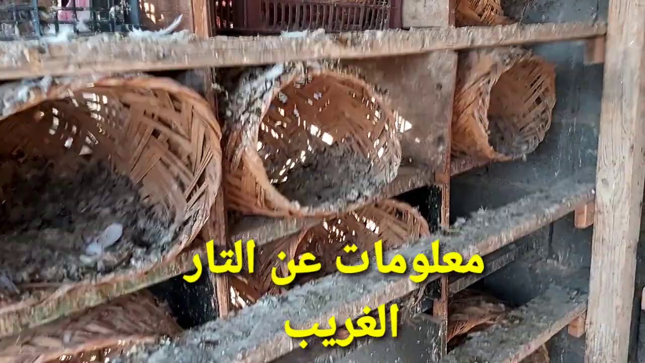 شلون اجلد الطير الغريب