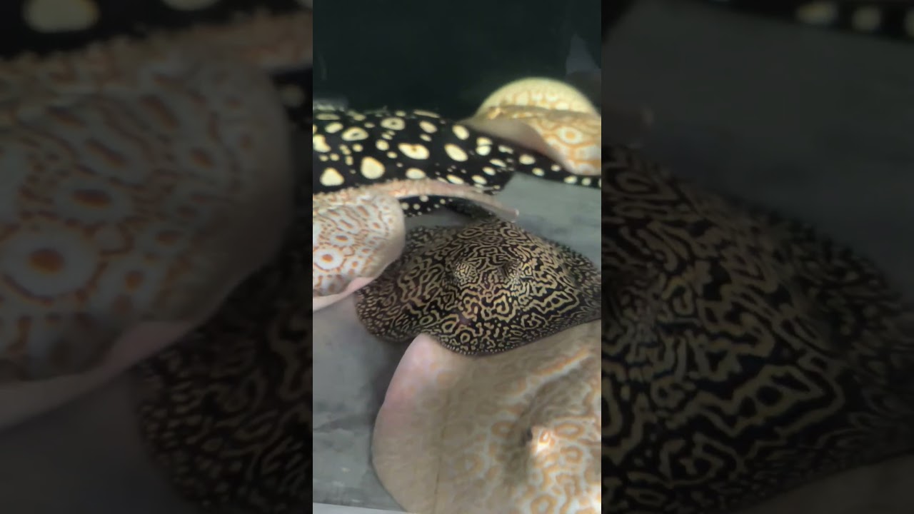 Stunning pearl het stingray #aquarium #blackdiamond #for #fish #foryou #stingray #aquarium #fyp