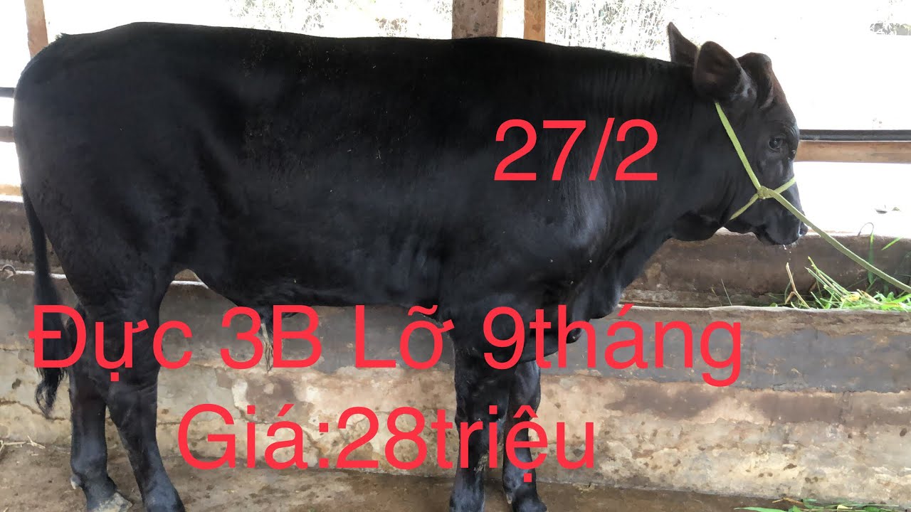 27/2, Trại Bò Văn Tuấn Ba Tri, Giá:28triệu/ Đực 3B Lỡ 9tháng, Zalo_SĐT:0918204232.