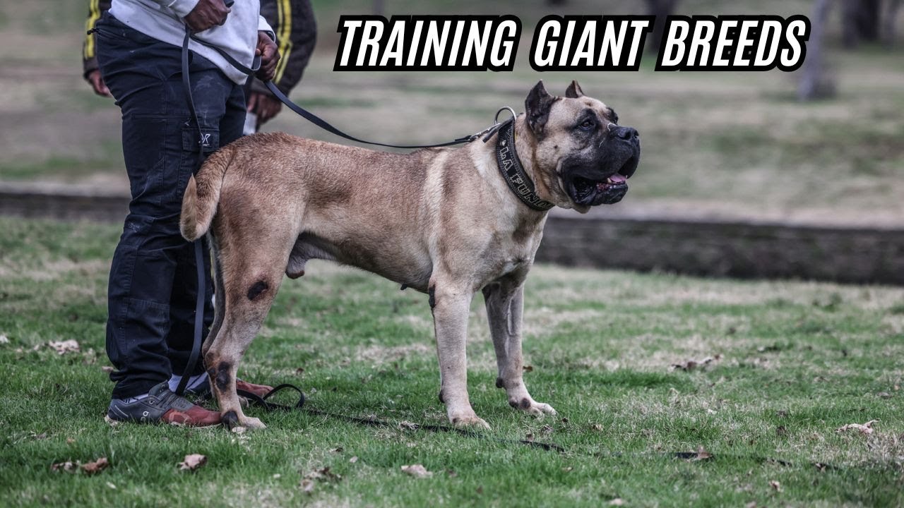 Training a Presa Canario vs Other Dog Breeds with  