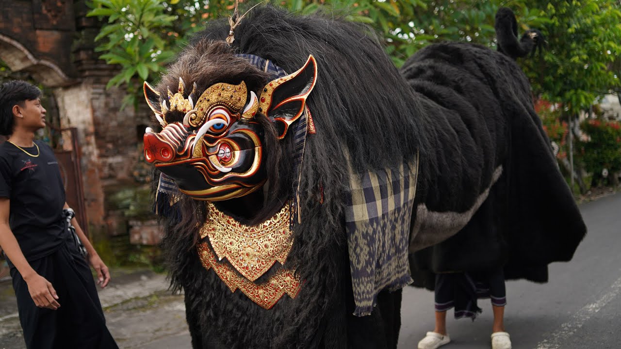 BAWI SRENGGI BARONG BANGKUNG PALING BESAR HAMPIR MEPETUK