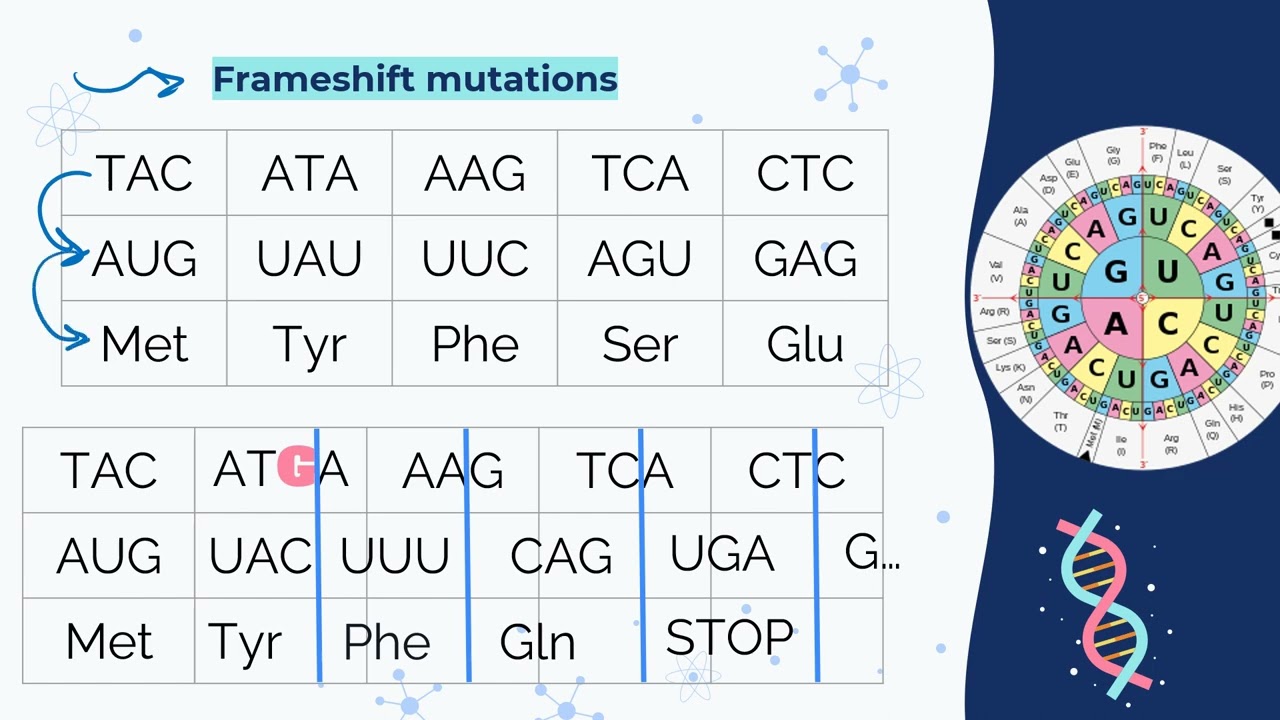 IB Biology Mutations and gene editing D1.3