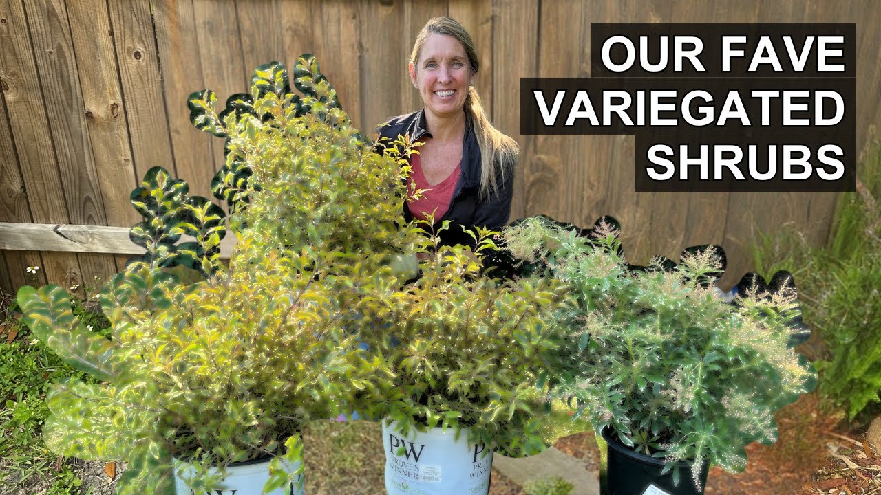 Six Best Variegated Shrubs