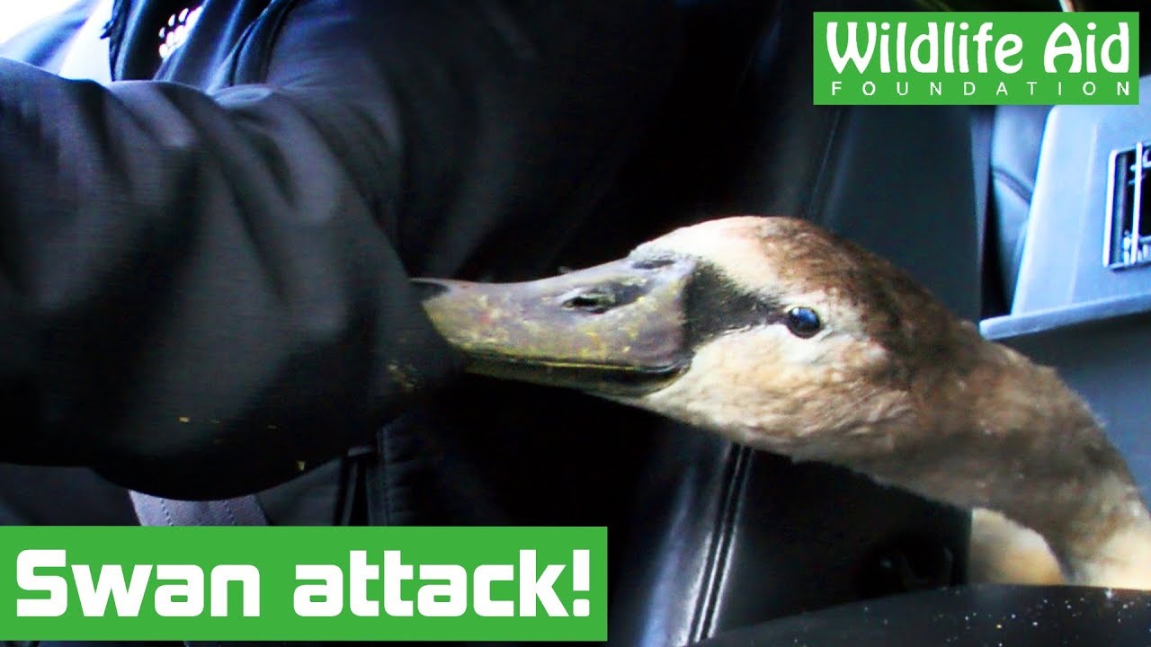 Ungrateful swan ATTACKS its rescuer! (FAIL!)