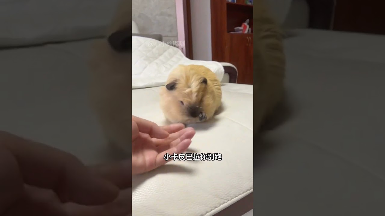 天竺鼠好像迷你版卡皮巴拉啊。@小紅書（277794690)@小小的嘟嘟授權悠幻辰（雲心工作室） 