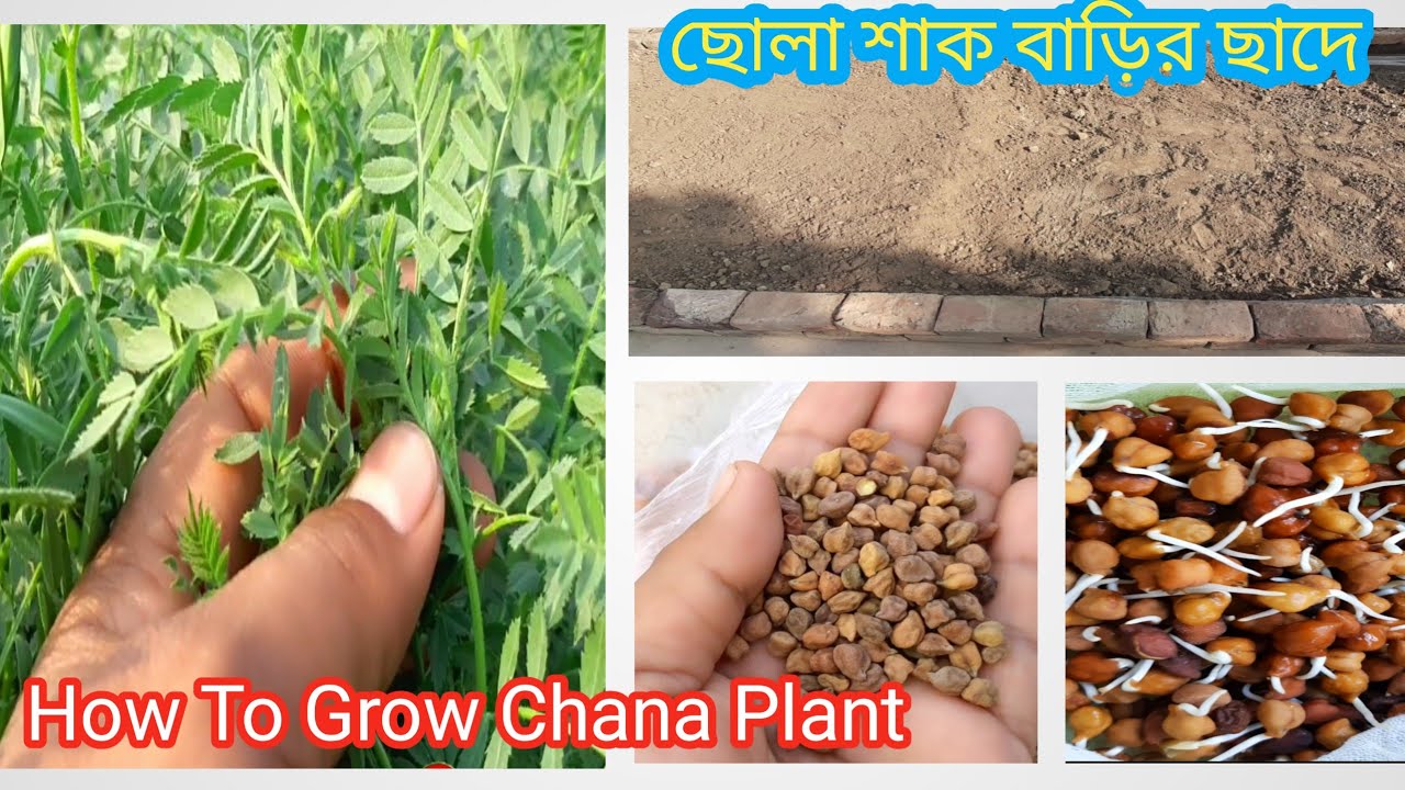 ছোলা শাক ছাদ বাগানে|সম্পূর্ণ জৈব পদ্ধতিতে|বাড়ির ছাদে ছোলা শাক চাষ|How To Grow Chana Plant At Home