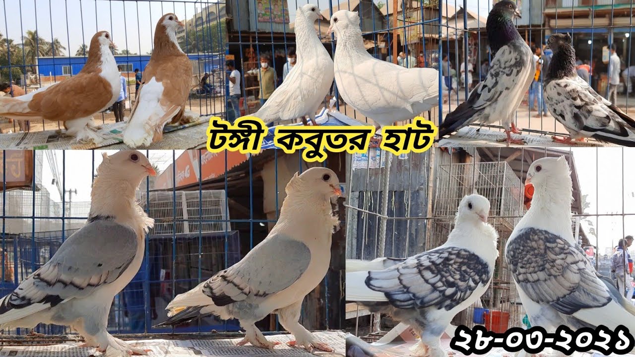 Tongi Kobutor Hat | Biggest Fancy Pigeon Market In Bangladesh | Fancy Pigeon Videos