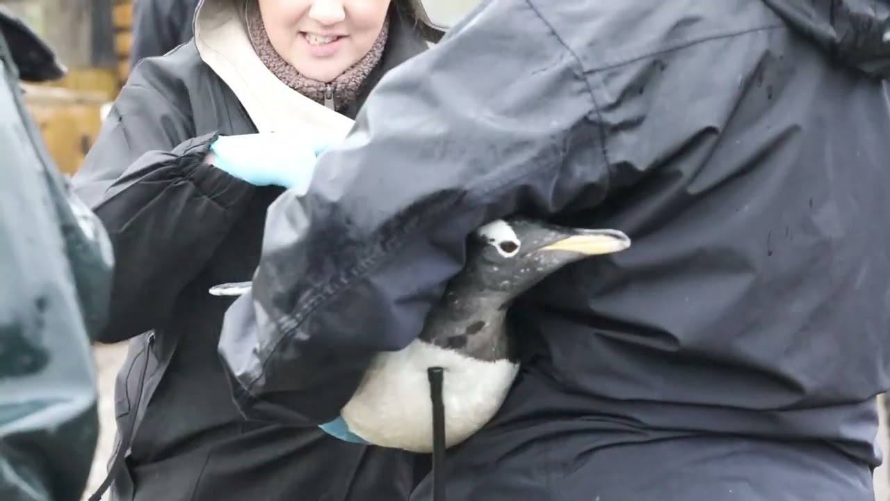 The Great Penguin Jag 2025: Penguins vaccinated at Edinburgh Zoo