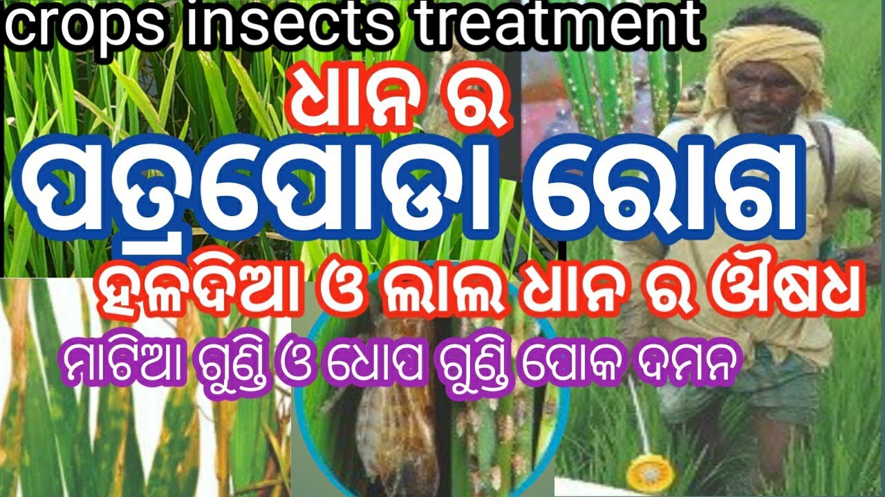 Dhana ra patrapoda roga ।। matia gundi poka ।। ପତ୍ରପୋଡା ରୋଗ ।।ମାଟିଆ ଗୁଣ୍ଡି ପୋକ ଦମନ ।