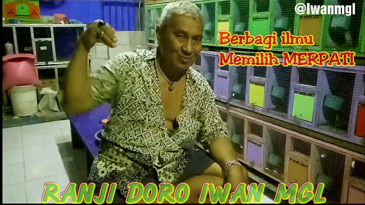 PREVIEW CARA MEMILIH MERPATI KENTONG TINGGIAN YANG BISA NUNGKUL ATAU TURUN 12 PASS