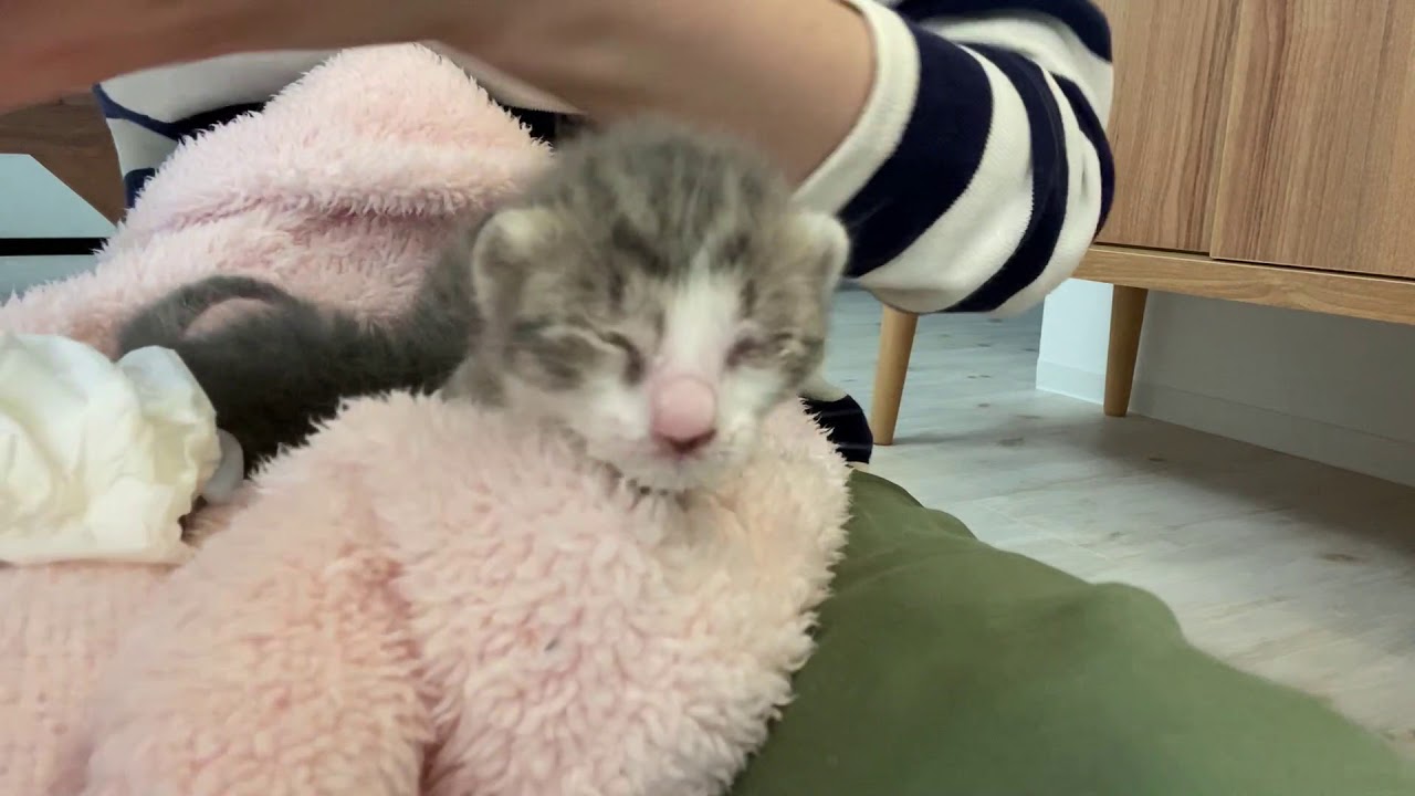 【子猫カテーテル授乳】人工哺育が2匹になる・・・