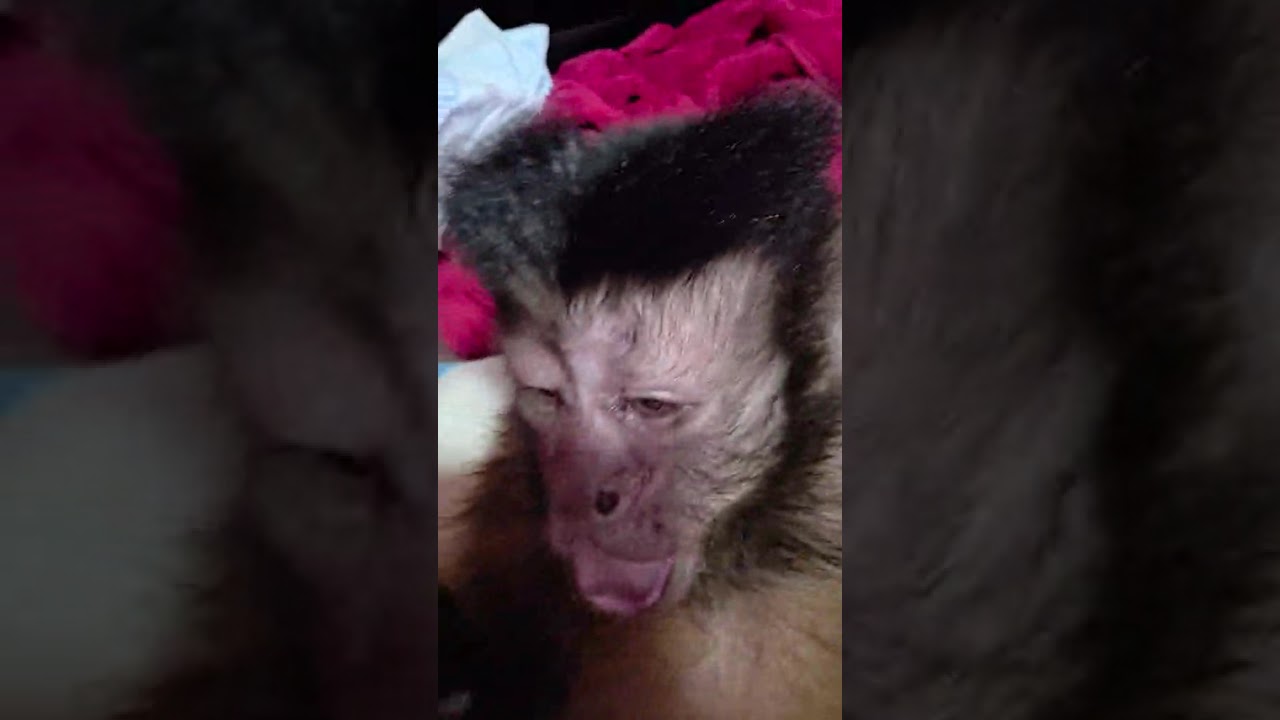 “Spa Day Part 2: Sissy Gets Dried & Diapered! (Legs in the Air 😆)”    #seniorcapuchin