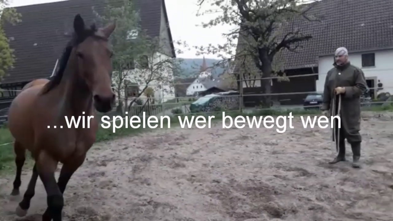 Stute Cindarella...Problem : unreitbar weil Sie extrem buckelt (Teil 1)