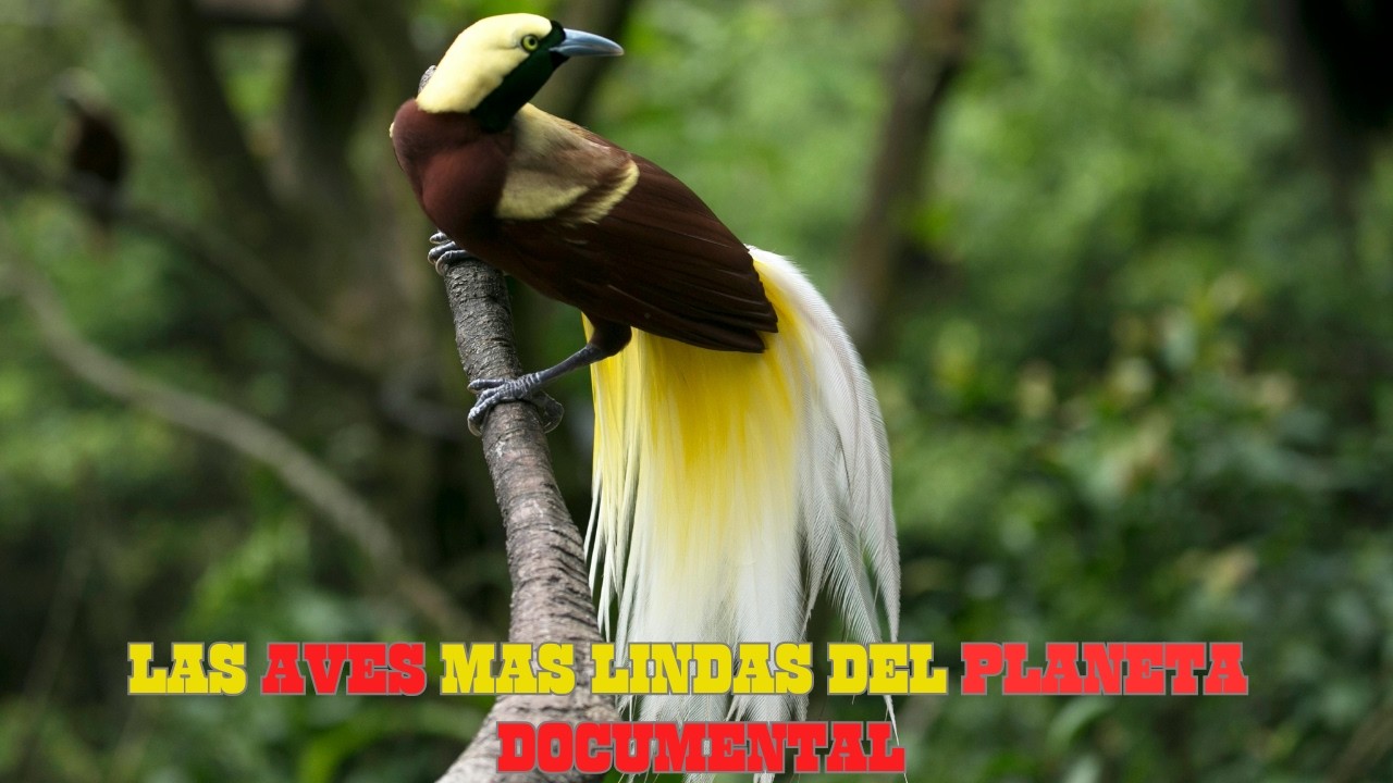 AVES Legendarias: PRECIOSIDADES De Nuestro PLANETA | EPISODIO 2 DOCUMENTAL