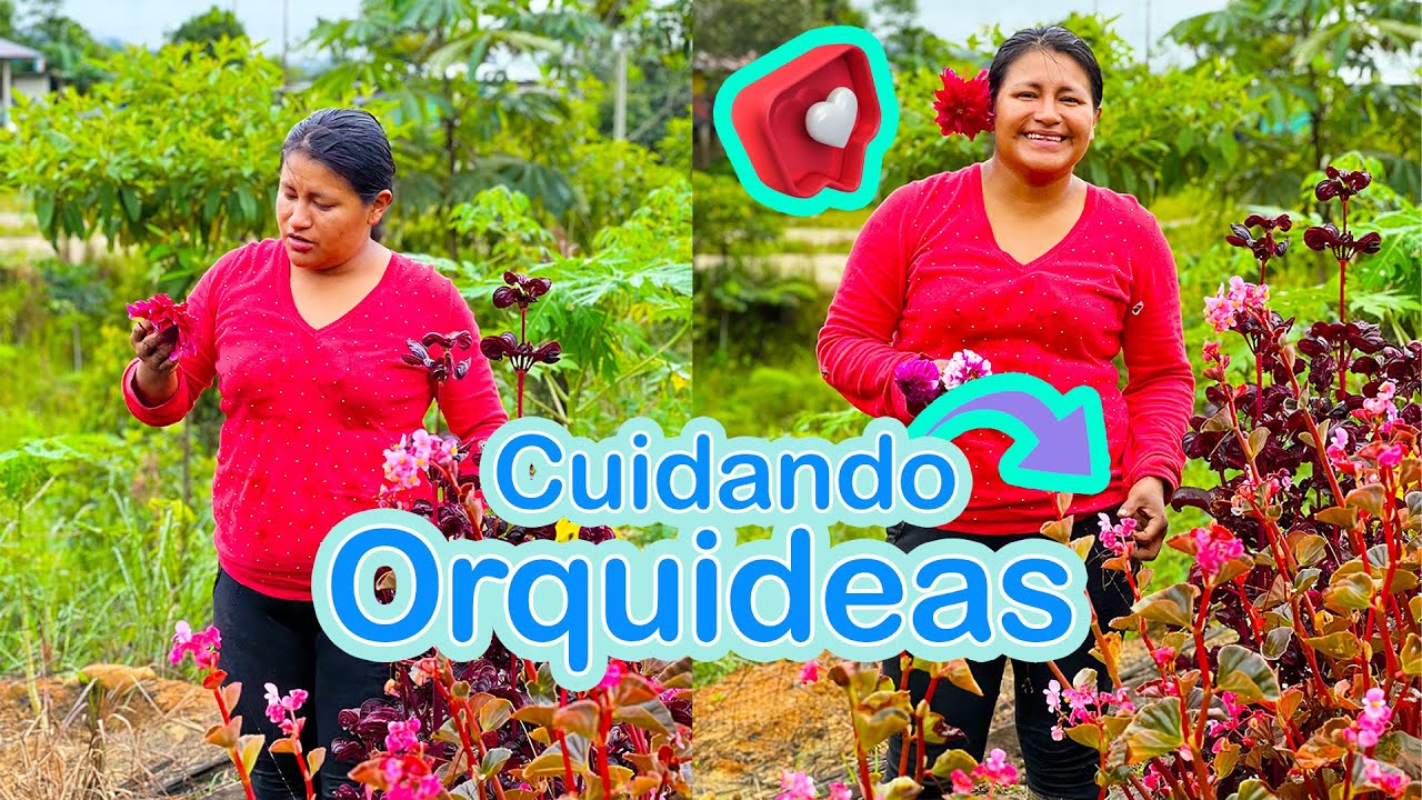 Mi Abuelita asi me enseño a cuidar las orquidea y flores | Campo Ecuatoriano.