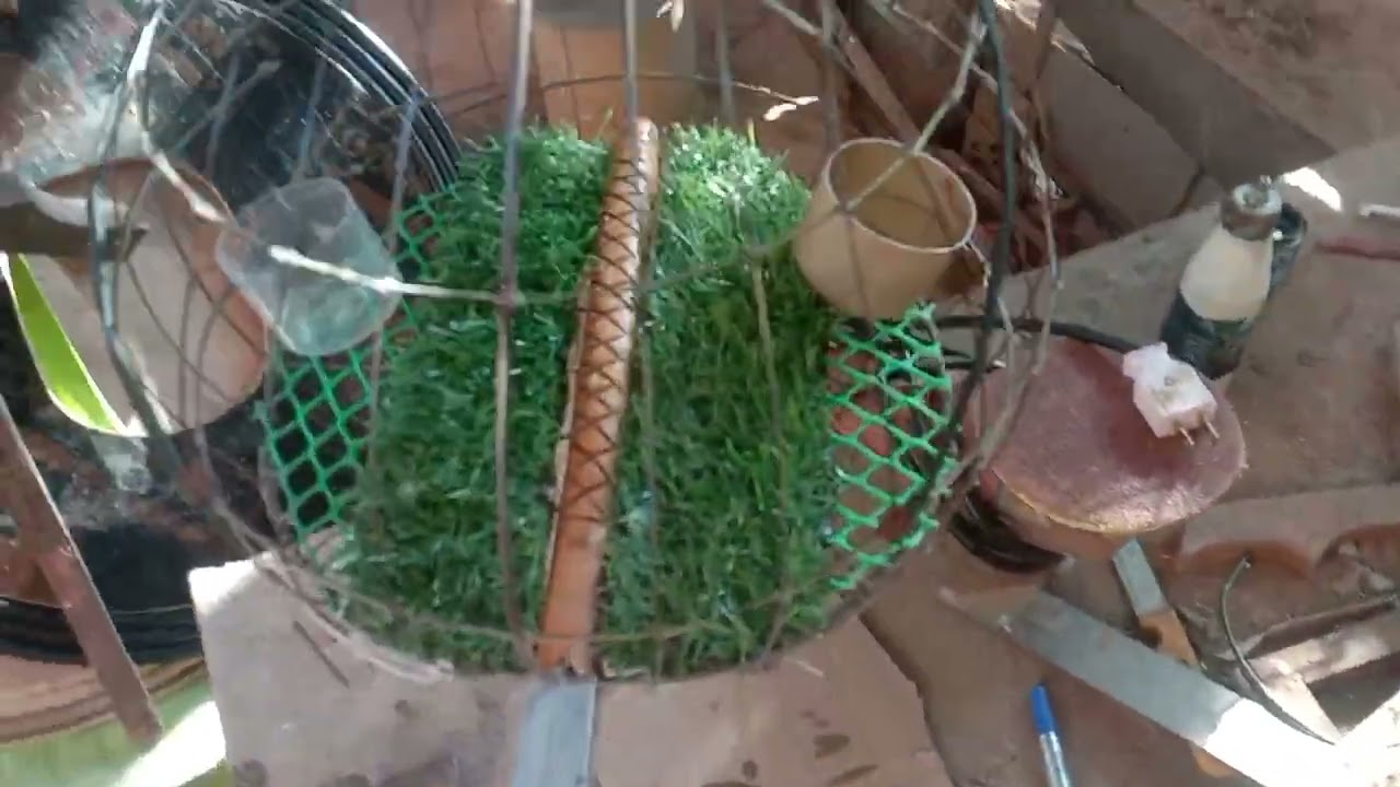 លលកធ្នាក់មាឡេមានលុបស្លឹកកន្ជែនចងជើងមានលក់0972891683