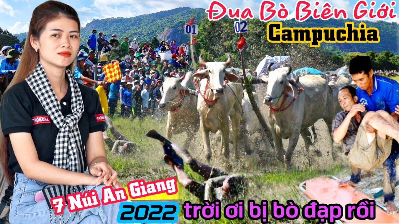 Lễ hội đua bò 7 núi An Giang 2022 nhiều pha nguy hiểm và kịch tính