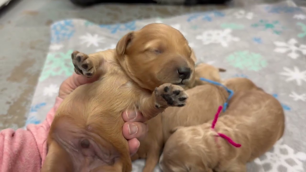 Magic’s puppies ten days old 