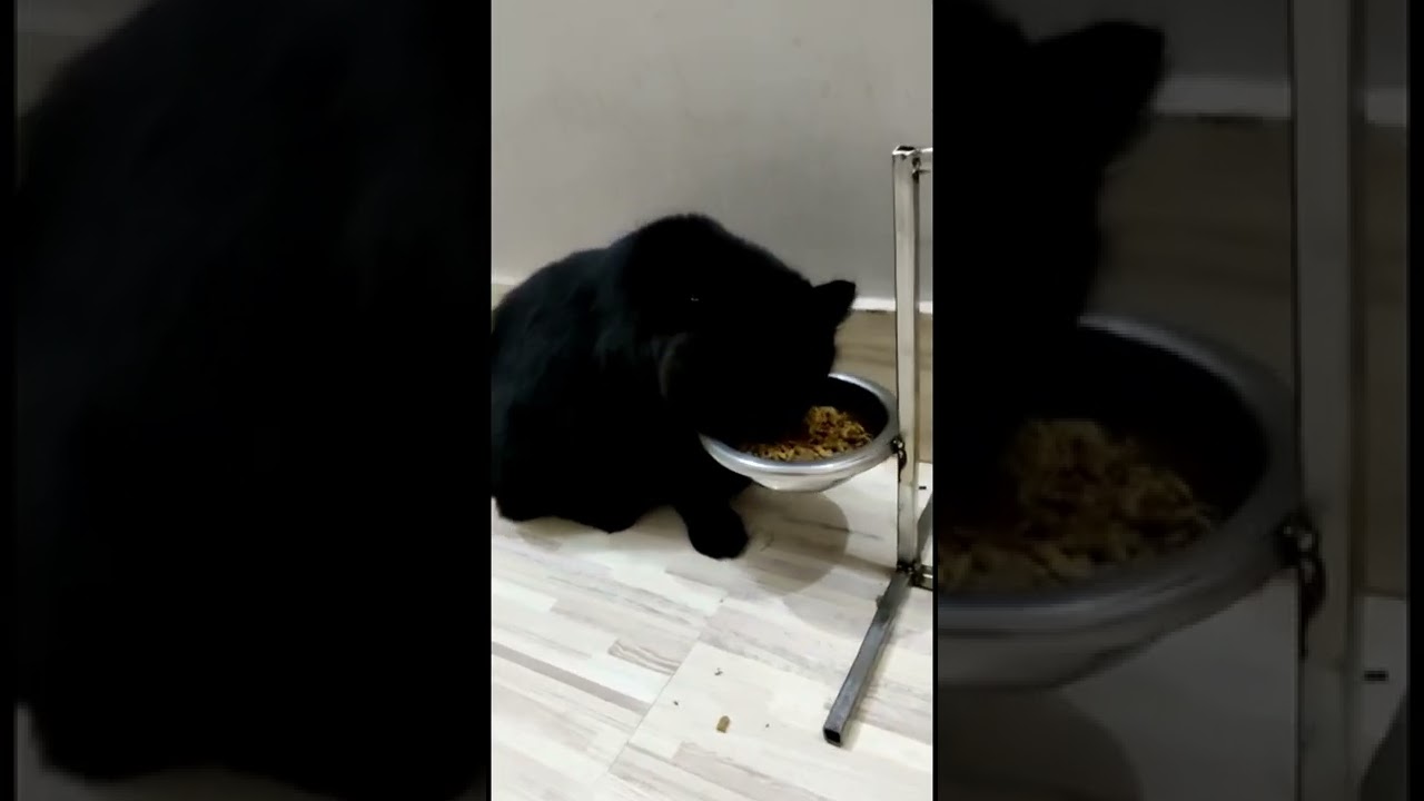 Pure black Persian male available , healthy cat , 14 months, delivery available , contact 7080182786
