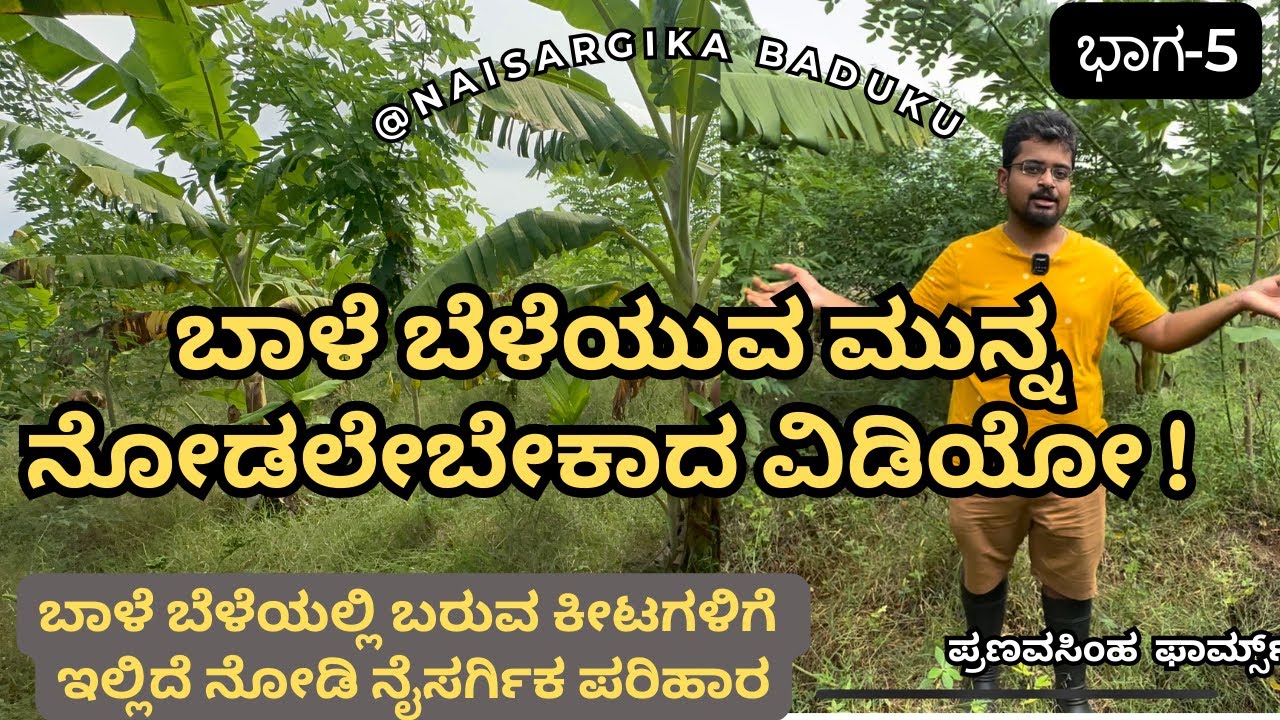 ಬಾಳೆ ಬೆಳೆಯುವ ಮುನ್ನ ನೋಡಲೇಬೇಕಾದ ವಿಡಿಯೋ | Banana Farming | ಕೀಟಗಳಿಗೆ  ನೈಸರ್ಗಿಕ ಪರಿಹಾರ | 🇮🇳💛❤️ ಭಾಗ-5