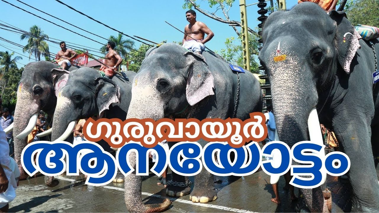 ഗുരുവായൂർ ആനയോട്ടം 2025  ഉൽസവം guruvayur anayottam #guruvayoortemple #aanakotta