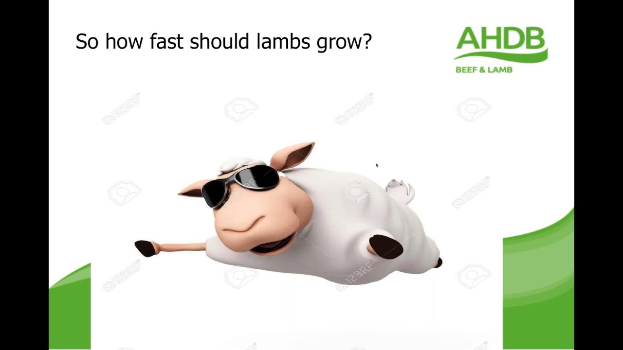 Optimising lamb performance webinar