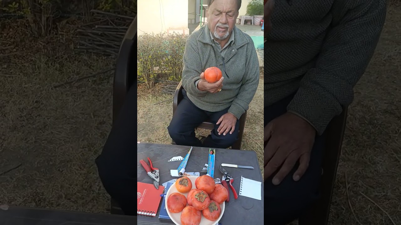 Persimmon fruit in Rajgarh District Sirmour HP 