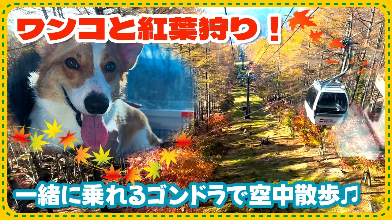【犬と紅葉】ハンターマウンテン塩原のゴンドラが楽しすぎた！【那須】