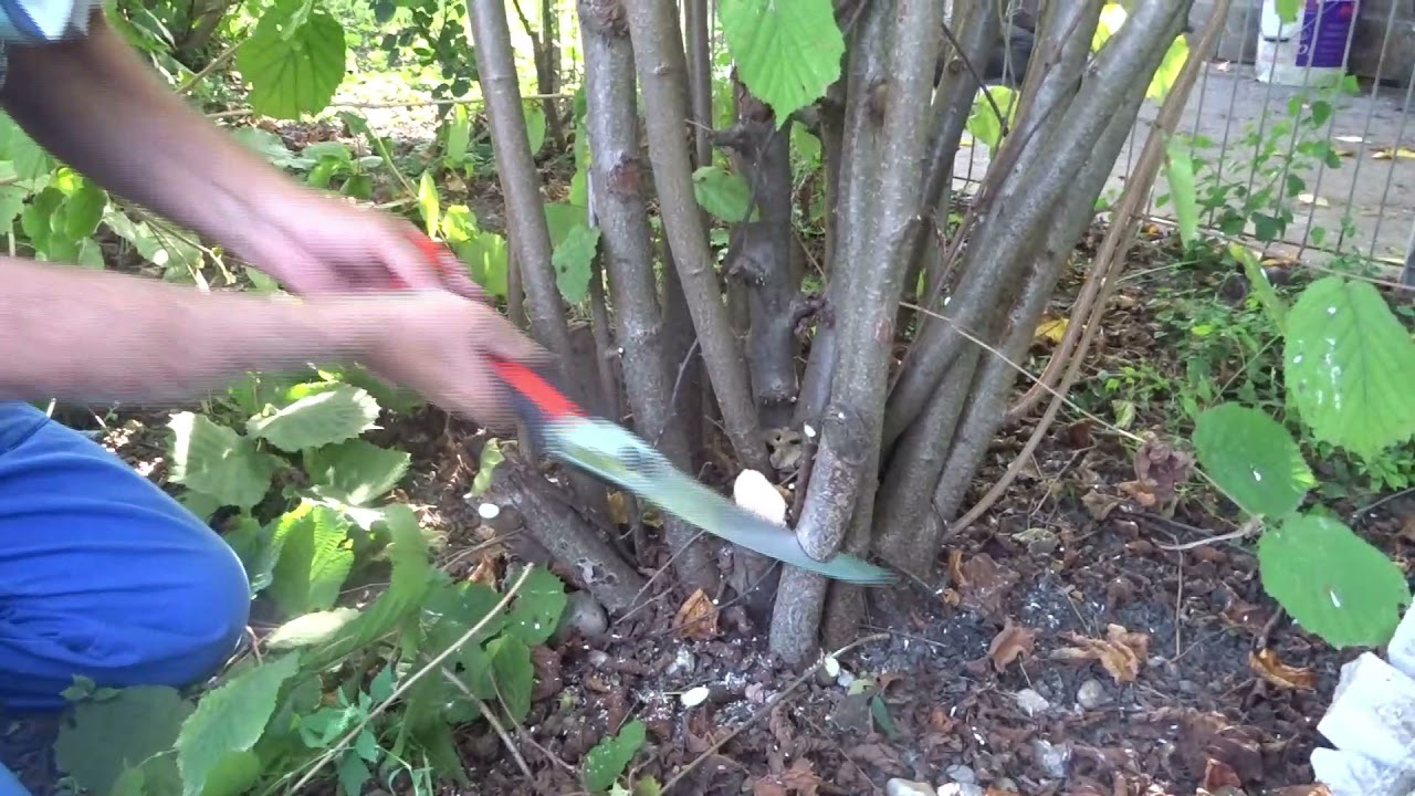 Greșeli de evitat când îngrijim o tufă de alun