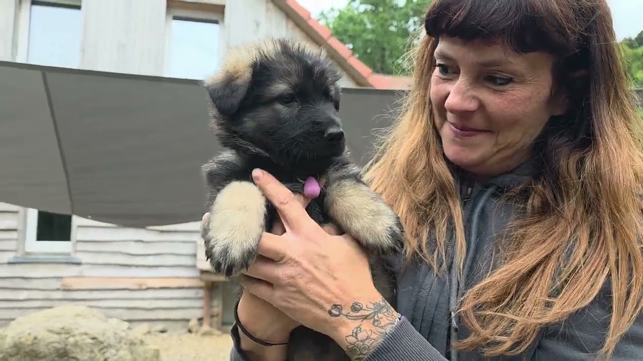 Les chiots de Muse et U2 dans leur cinquième semaine.
