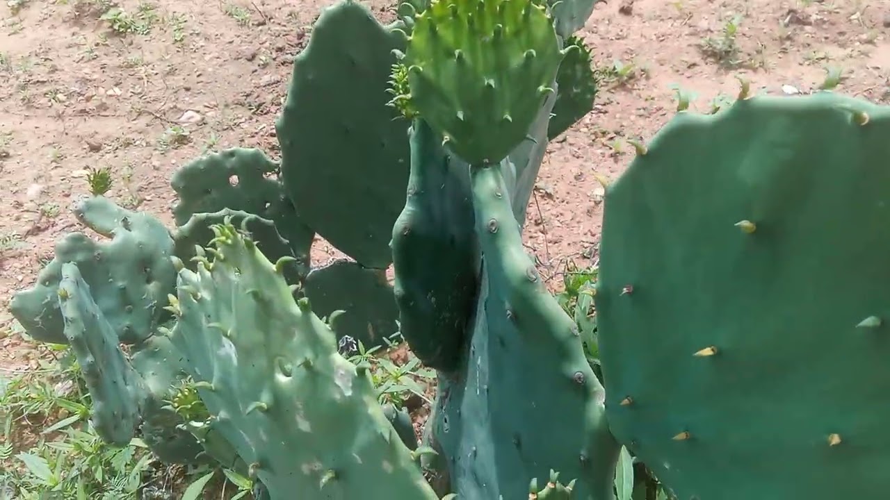 Imagens do sertão depois das chuvas. 