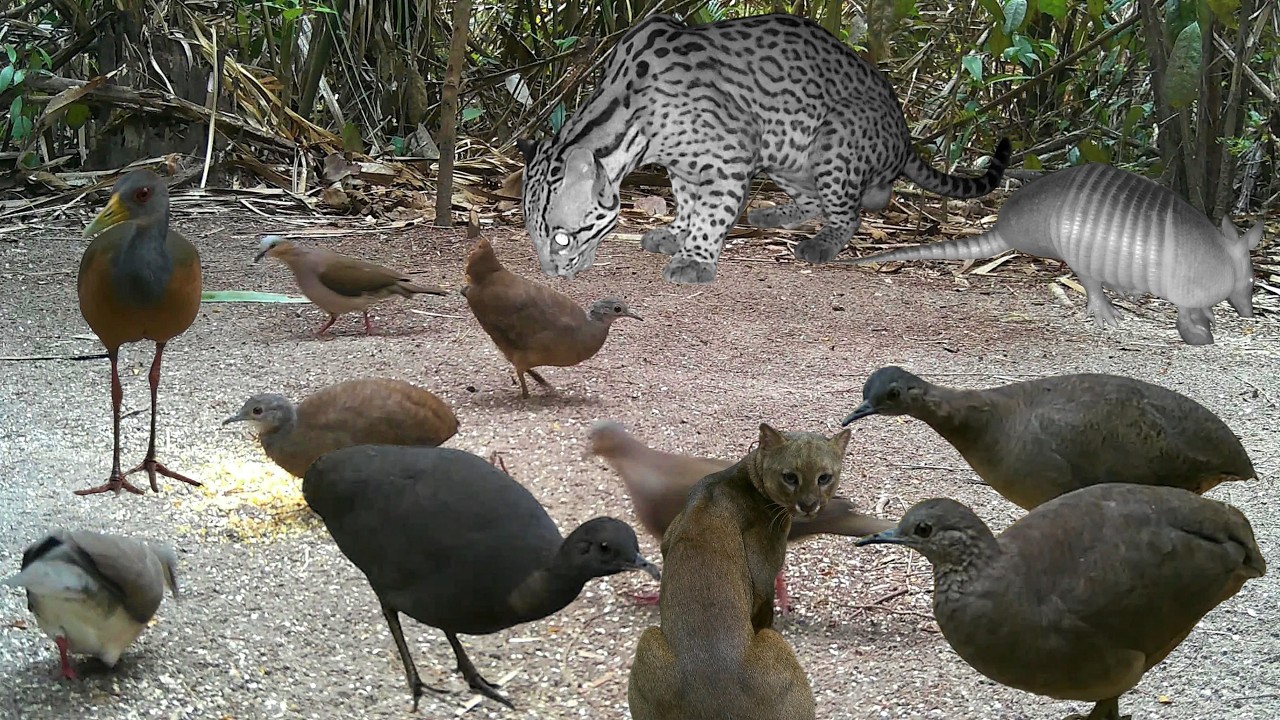 Nambu-Preta, Juriti, Tatu-Galinha, Gato-Morisco, Jaguatirica, Aracuã, Sururina, Saracura, Jaó