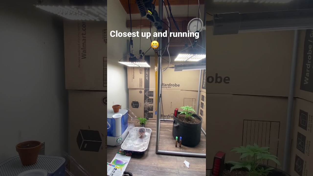 New closet grow setup ac infinity