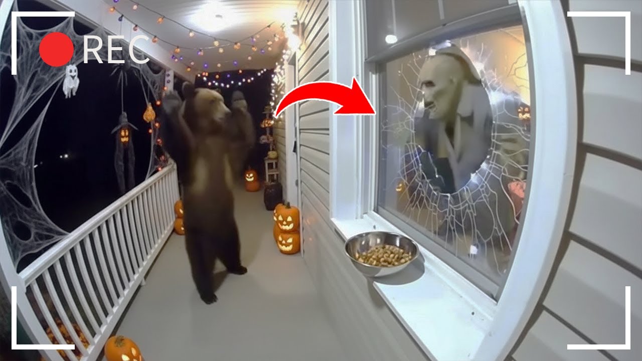Best moments 🎃 Bears scared by Halloween decorations 🐻 (CCTV)