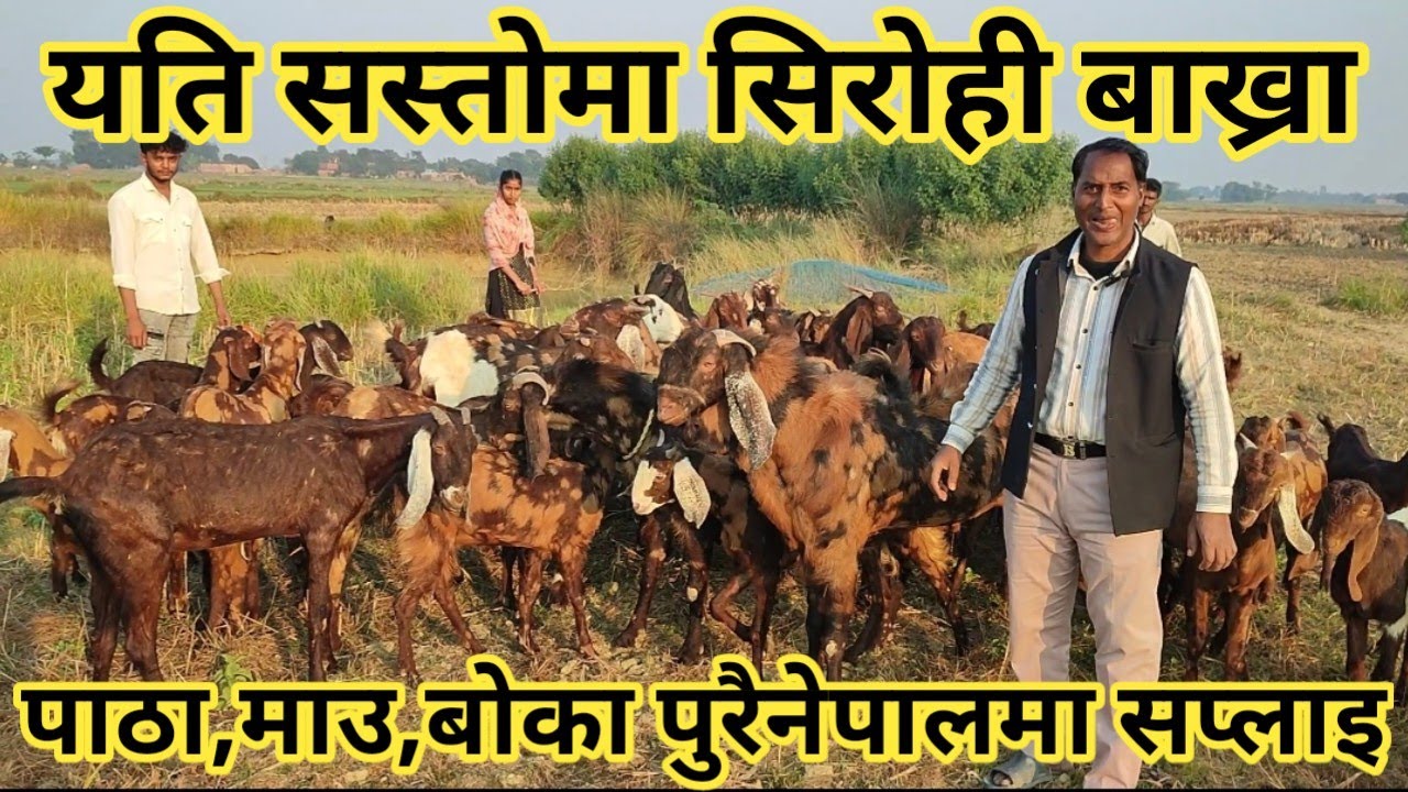 सिरोही बाख्रा पाल्ने सहि तरिका ! sirohi goat farming in nepal ! nepali village !