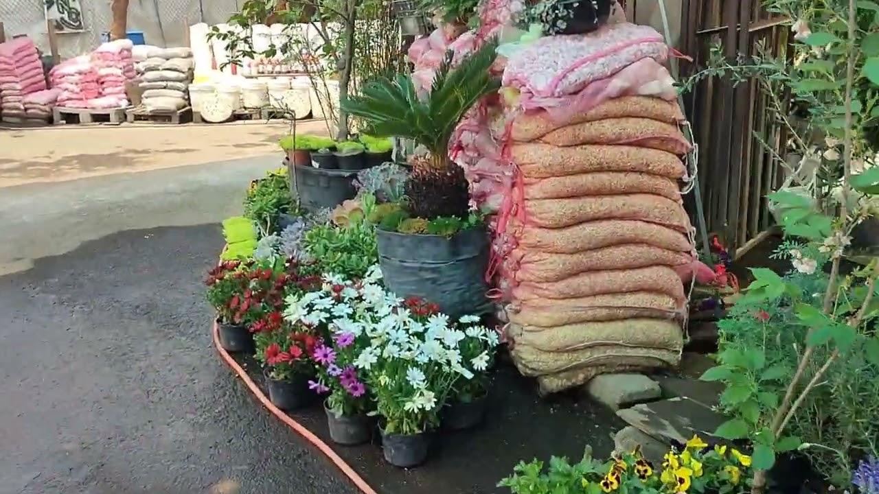 Mercado de flores Cuemanco (recorrido) #flores #cdmx #flowers #plantas