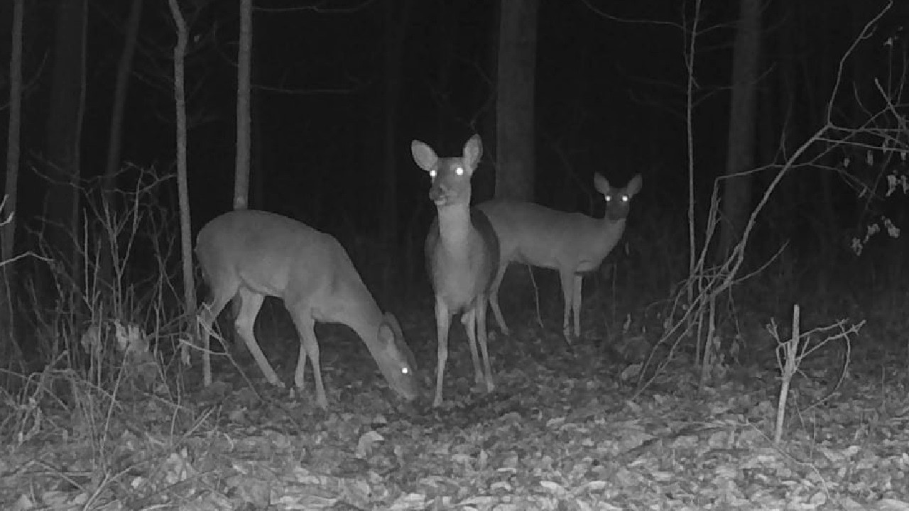 𐂂 Real Life Bambi #1753 𔑴 #asmr #deer #animallovers #forcats #fallasleep #notai