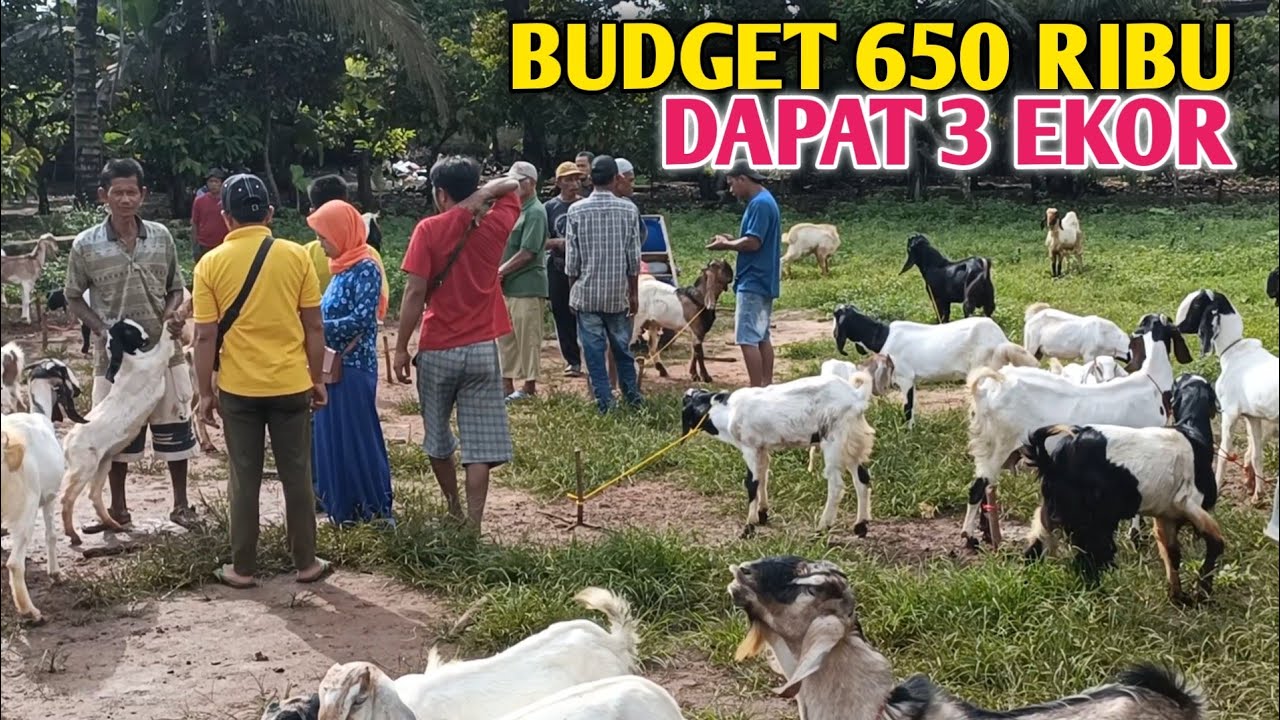 Ramadhan Ke 21 Harga Kambing Semakin Murah Meriah 3 Ekor 650 Ribu