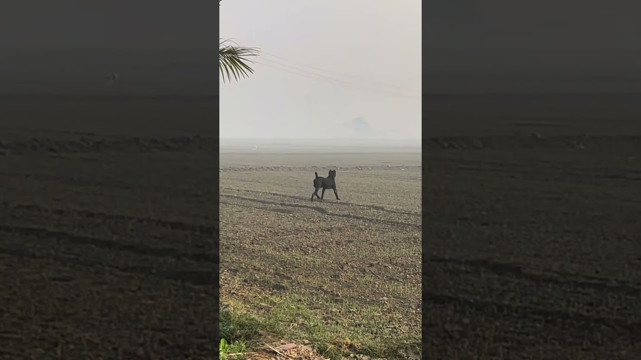 &ldquo;One Wrong Move&hellip; 👀🔥 Cane Corso in Predator Mode&rdquo; #foryou