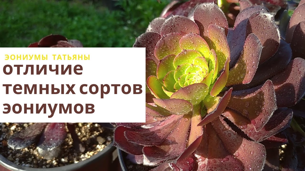 Чем отличаются темные сорта эониумов