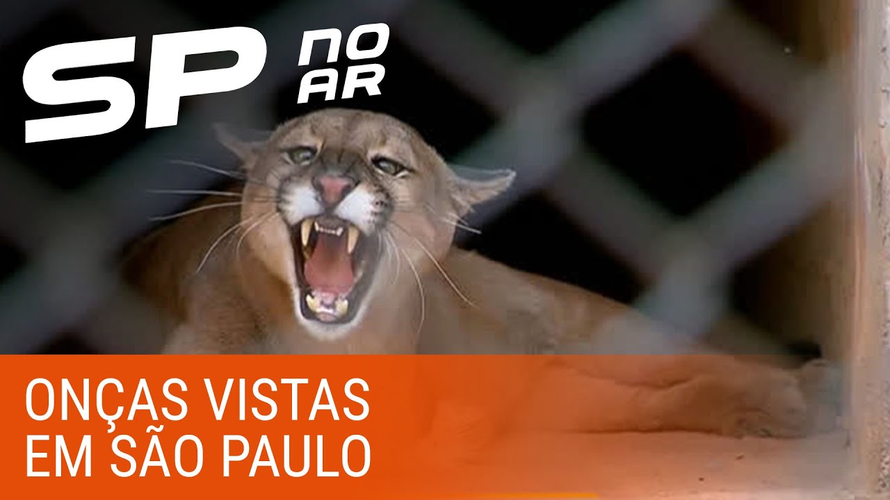Entenda o motivo da aparição de onças em São Paulo
