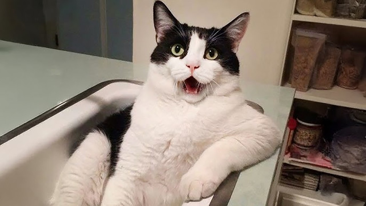 Hilarious Pet Moments That Will Make You LOL! #61