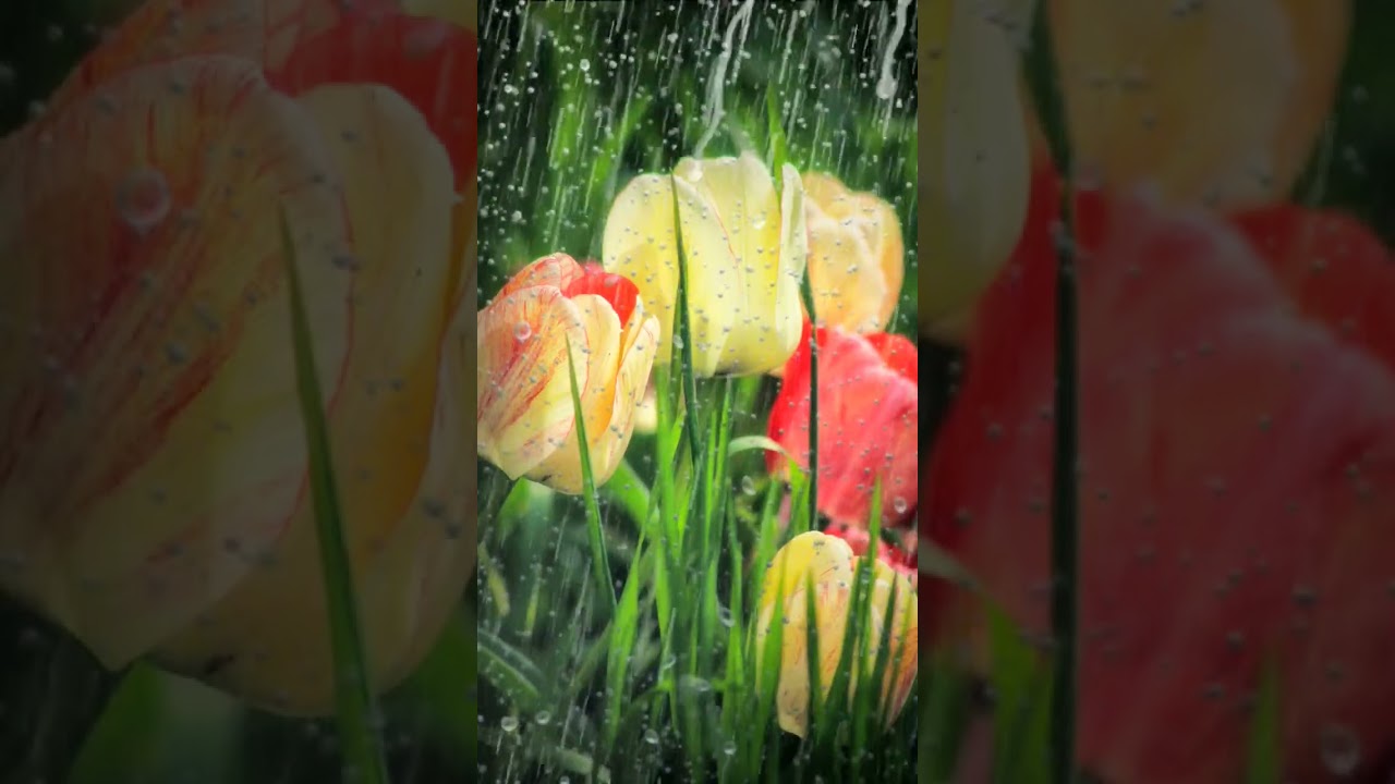 Sleep Better with Soothing Rain and Flower Garden Sounds #rain #shorts #rainsounds